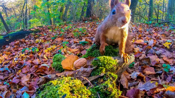 Écureuil Roux Dans Parc Ville Automne — Photo