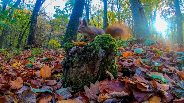 Rudowłosa Wiewiórka Parku Miejskim Jesienią — Zdjęcie stockowe