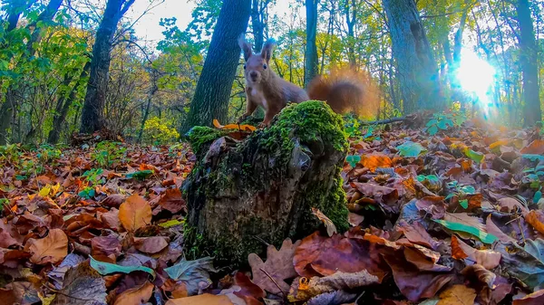 Rudowłosa Wiewiórka Parku Miejskim Jesienią — Zdjęcie stockowe