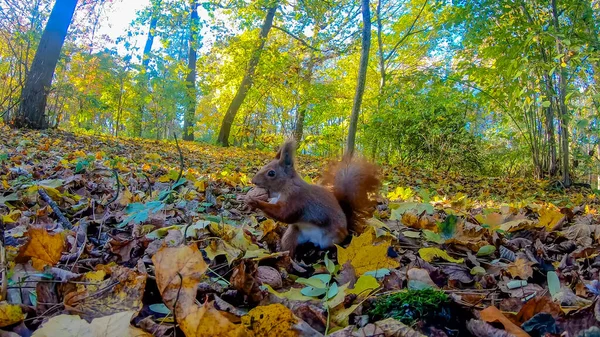 Rudowłosa Wiewiórka Parku Miejskim Jesienią — Zdjęcie stockowe