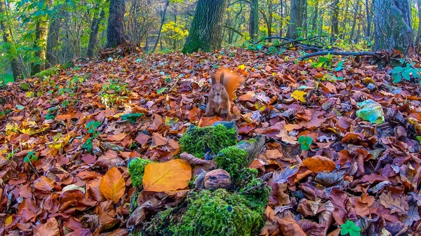 Vöröshajú Mókus Városi Parkban Őszi Szezonban — Stock Fotó