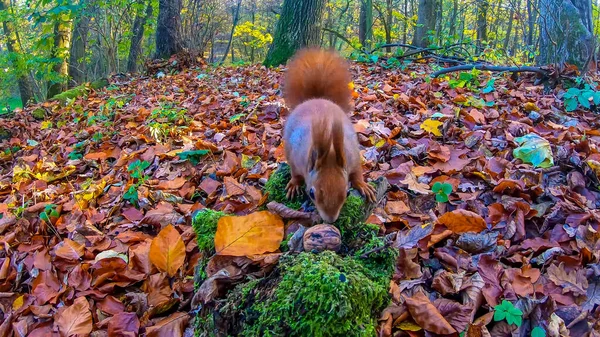 Écureuil Roux Dans Parc Ville Automne — Photo