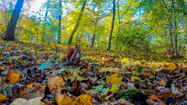 Vöröshajú Mókus Városi Parkban Őszi Szezonban — Stock Fotó