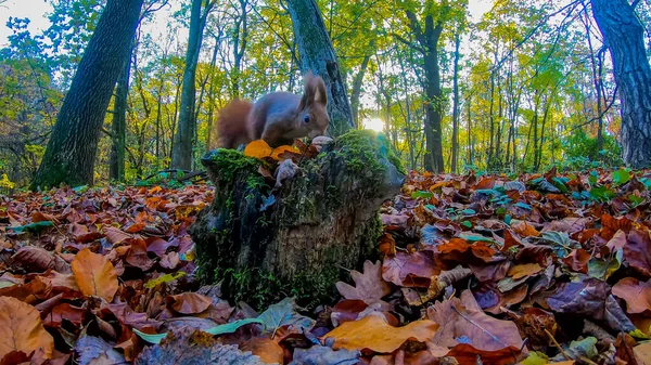 Vöröshajú Mókus Városi Parkban Őszi Szezonban — Stock Fotó