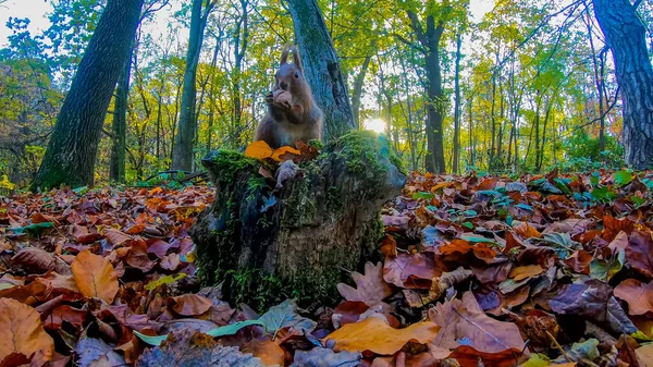 Ardilla Pelirroja Parque Ciudad Temporada Otoño — Foto de Stock