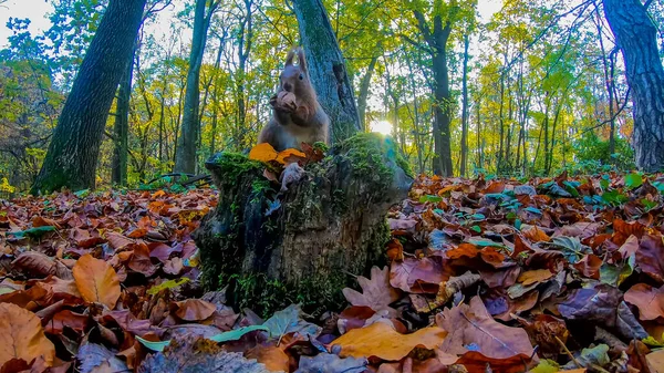 Redhead Squirrel City Park Autumn Season — Stock Photo, Image