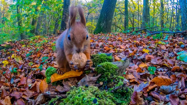 Rödhårig Ekorre Stadsparken Höstsäsongen — Stockfoto