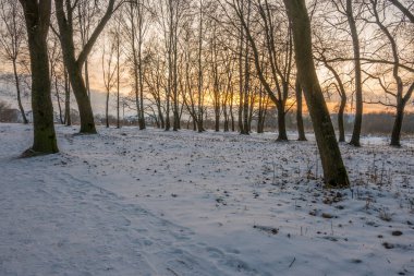 Gün batımında ormanın donuk manzarası. Ağaçlar güneş ışığıyla aydınlatılır..