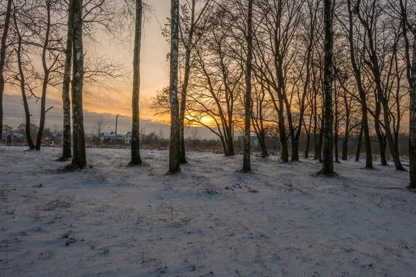Fagyott Táj Erdőben Naplementekor Fákat Kiemeli Napfény — Stock Fotó