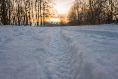 Gün batımında ormanın donuk manzarası. Ağaçlar güneş ışığıyla aydınlatılır..