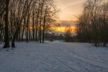 Gün batımında ormanın donuk manzarası. Ağaçlar güneş ışığıyla aydınlatılır..