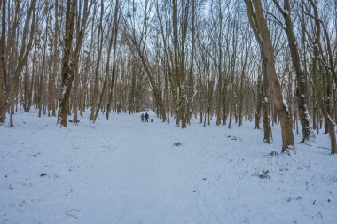 Gün batımında ormanın donuk manzarası. Ağaçlar güneş ışığıyla aydınlatılır..