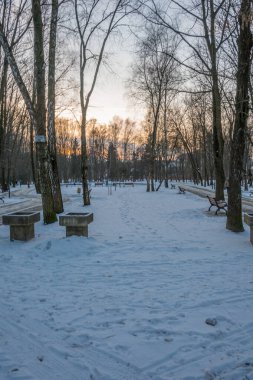 Gün batımında ormanın donuk manzarası. Ağaçlar güneş ışığıyla aydınlatılır..