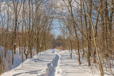 Kış mevsiminde soğuk ormanda güneşli bir gün. Ormanlı manzara ve kar ve temiz gökyüzü ile mükemmel güneş ışığı. Kar şekilleri ve gölgelerin beatafatlı kontrastı