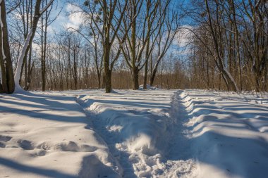 Kış mevsiminde soğuk ormanda güneşli bir gün. Ormanlı manzara ve kar ve temiz gökyüzü ile mükemmel güneş ışığı. Kar şekilleri ve gölgelerin beatafatlı kontrastı