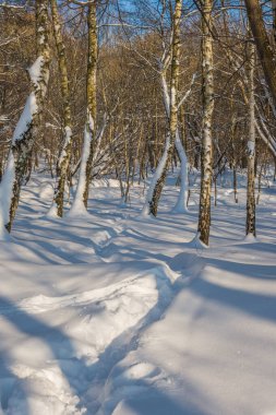 Kış mevsiminde soğuk ormanda güneşli bir gün. Ormanlı manzara ve kar ve temiz gökyüzü ile mükemmel güneş ışığı. Kar şekilleri ve gölgelerin beatafatlı kontrastı