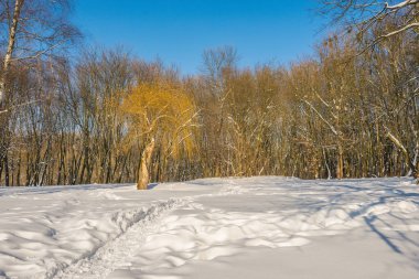 Kış mevsiminde soğuk ormanda güneşli bir gün. Ormanlı manzara ve kar ve temiz gökyüzü ile mükemmel güneş ışığı. Kar şekilleri ve gölgelerin beatafatlı kontrastı
