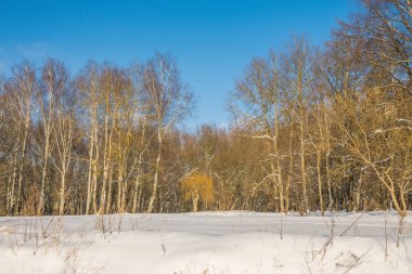Kış mevsiminde soğuk ormanda güneşli bir gün. Ormanlı manzara ve kar ve temiz gökyüzü ile mükemmel güneş ışığı. Kar şekilleri ve gölgelerin beatafatlı kontrastı