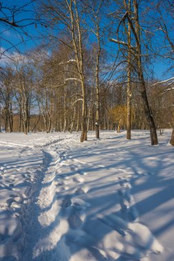 Kış mevsiminde soğuk ormanda güneşli bir gün. Ormanlı manzara ve kar ve temiz gökyüzü ile mükemmel güneş ışığı. Kar şekilleri ve gölgelerin beatafatlı kontrastı