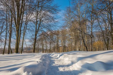 Kış mevsiminde soğuk ormanda güneşli bir gün. Ormanlı manzara ve kar ve temiz gökyüzü ile mükemmel güneş ışığı. Kar şekilleri ve gölgelerin beatafatlı kontrastı