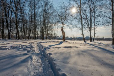 Kış mevsiminde soğuk ormanda güneşli bir gün. Ormanlı manzara ve kar ve temiz gökyüzü ile mükemmel güneş ışığı. Kar şekilleri ve gölgelerin beatafatlı kontrastı