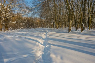 Kış mevsiminde soğuk ormanda güneşli bir gün. Ormanlı manzara ve kar ve temiz gökyüzü ile mükemmel güneş ışığı. Kar şekilleri ve gölgelerin beatafatlı kontrastı