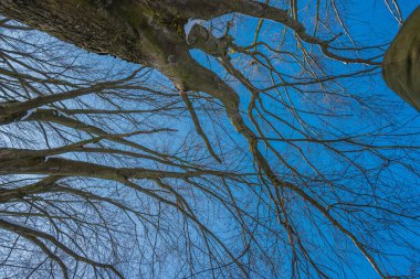 Kış mevsiminde soğuk ormanda güneşli bir gün. Ormanlı manzara ve kar ve temiz gökyüzü ile mükemmel güneş ışığı. Kar şekilleri ve gölgelerin beatafatlı kontrastı