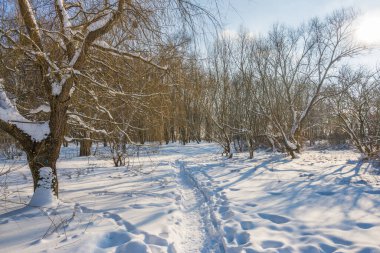 Kış mevsiminde soğuk ormanda güneşli bir gün. Ormanlı manzara ve kar ve temiz gökyüzü ile mükemmel güneş ışığı. Kar şekilleri ve gölgelerin beatafatlı kontrastı