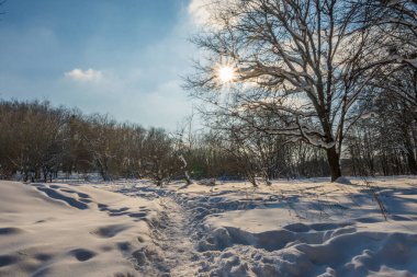 Kış mevsiminde soğuk ormanda güneşli bir gün. Ormanlı manzara ve kar ve temiz gökyüzü ile mükemmel güneş ışığı. Kar şekilleri ve gölgelerin beatafatlı kontrastı