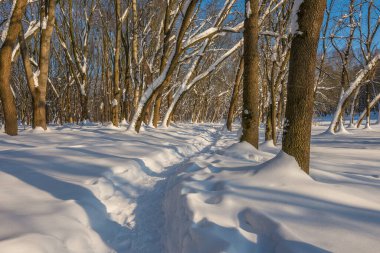 Kış mevsiminde soğuk ormanda güneşli bir gün. Ormanlı manzara ve kar ve temiz gökyüzü ile mükemmel güneş ışığı. Kar şekilleri ve gölgelerin beatafatlı kontrastı