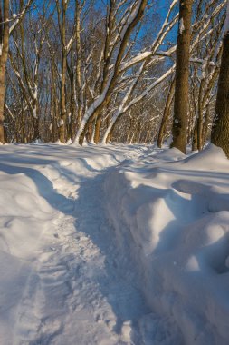 Kış mevsiminde soğuk ormanda güneşli bir gün. Ormanlı manzara ve kar ve temiz gökyüzü ile mükemmel güneş ışığı. Kar şekilleri ve gölgelerin beatafatlı kontrastı