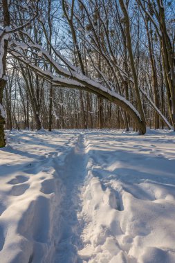 Kış mevsiminde soğuk ormanda güneşli bir gün. Ormanlı manzara ve kar ve temiz gökyüzü ile mükemmel güneş ışığı. Kar şekilleri ve gölgelerin beatafatlı kontrastı
