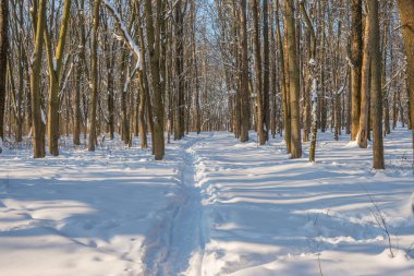 Kış mevsiminde soğuk ormanda güneşli bir gün. Ormanlı manzara ve kar ve temiz gökyüzü ile mükemmel güneş ışığı. Kar şekilleri ve gölgelerin beatafatlı kontrastı
