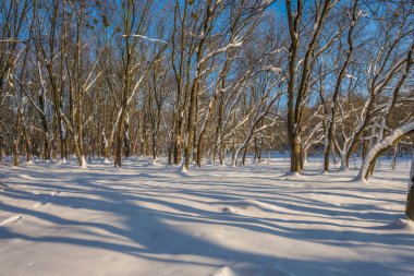 Kış mevsiminde soğuk ormanda güneşli bir gün. Ormanlı manzara ve kar ve temiz gökyüzü ile mükemmel güneş ışığı. Kar şekilleri ve gölgelerin beatafatlı kontrastı