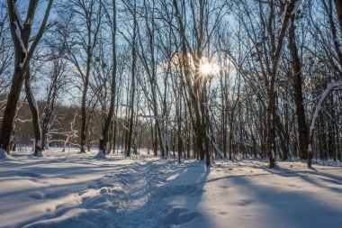 Kış mevsiminde soğuk ormanda güneşli bir gün. Ormanlı manzara ve kar ve temiz gökyüzü ile mükemmel güneş ışığı. Kar şekilleri ve gölgelerin beatafatlı kontrastı