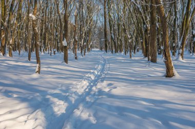 Kış mevsiminde soğuk ormanda güneşli bir gün. Ormanlı manzara ve kar ve temiz gökyüzü ile mükemmel güneş ışığı. Kar şekilleri ve gölgelerin beatafatlı kontrastı