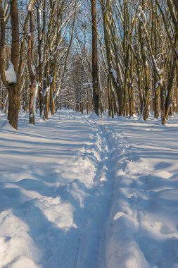 Kış mevsiminde soğuk ormanda güneşli bir gün. Ormanlı manzara ve kar ve temiz gökyüzü ile mükemmel güneş ışığı. Kar şekilleri ve gölgelerin beatafatlı kontrastı
