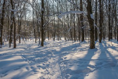 Kış mevsiminde soğuk ormanda güneşli bir gün. Ormanlı manzara ve kar ve temiz gökyüzü ile mükemmel güneş ışığı. Kar şekilleri ve gölgelerin beatafatlı kontrastı