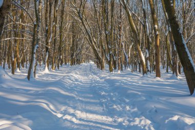 Kış mevsiminde soğuk ormanda güneşli bir gün. Ormanlı manzara ve kar ve temiz gökyüzü ile mükemmel güneş ışığı. Kar şekilleri ve gölgelerin beatafatlı kontrastı