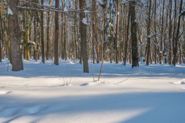 Kış mevsiminde soğuk ormanda güneşli bir gün. Ormanlı manzara ve kar ve temiz gökyüzü ile mükemmel güneş ışığı. Kar şekilleri ve gölgelerin beatafatlı kontrastı