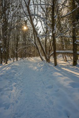 Kış mevsiminde soğuk ormanda güneşli bir gün. Ormanlı manzara ve kar ve temiz gökyüzü ile mükemmel güneş ışığı. Kar şekilleri ve gölgelerin beatafatlı kontrastı