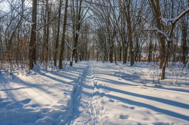 Kış mevsiminde soğuk ormanda güneşli bir gün. Ormanlı manzara ve kar ve temiz gökyüzü ile mükemmel güneş ışığı. Kar şekilleri ve gölgelerin beatafatlı kontrastı
