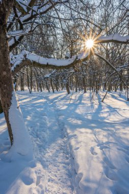 Kış mevsiminde soğuk ormanda güneşli bir gün. Ormanlı manzara ve kar ve temiz gökyüzü ile mükemmel güneş ışığı. Kar şekilleri ve gölgelerin beatafatlı kontrastı