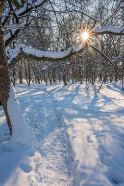 Kış mevsiminde soğuk ormanda güneşli bir gün. Ormanlı manzara ve kar ve temiz gökyüzü ile mükemmel güneş ışığı. Kar şekilleri ve gölgelerin beatafatlı kontrastı