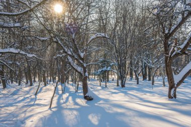 Kış mevsiminde soğuk ormanda güneşli bir gün. Ormanlı manzara ve kar ve temiz gökyüzü ile mükemmel güneş ışığı. Kar şekilleri ve gölgelerin beatafatlı kontrastı