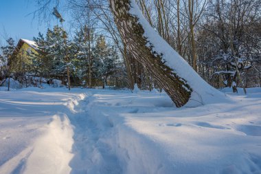 Kış mevsiminde soğuk ormanda güneşli bir gün. Ormanlı manzara ve kar ve temiz gökyüzü ile mükemmel güneş ışığı. Kar şekilleri ve gölgelerin beatafatlı kontrastı