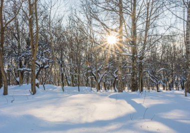 Kış mevsiminde soğuk ormanda güneşli bir gün. Ormanlı manzara ve kar ve temiz gökyüzü ile mükemmel güneş ışığı. Kar şekilleri ve gölgelerin beatafatlı kontrastı