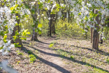 Lviv şehri bahar başlarında kıvılcım saçar.