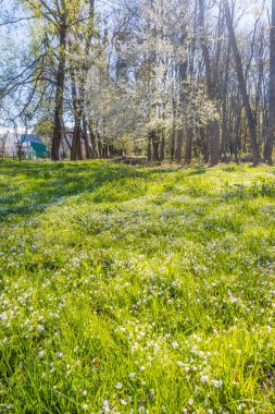 Lviv şehri bahar başlarında kıvılcım saçar.