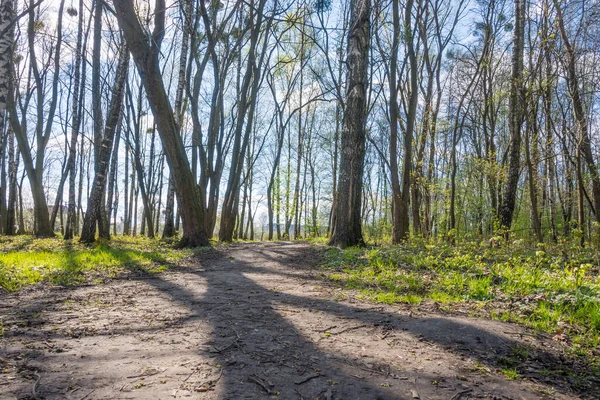 Lviv City Spark Early Spring Season Stock Picture